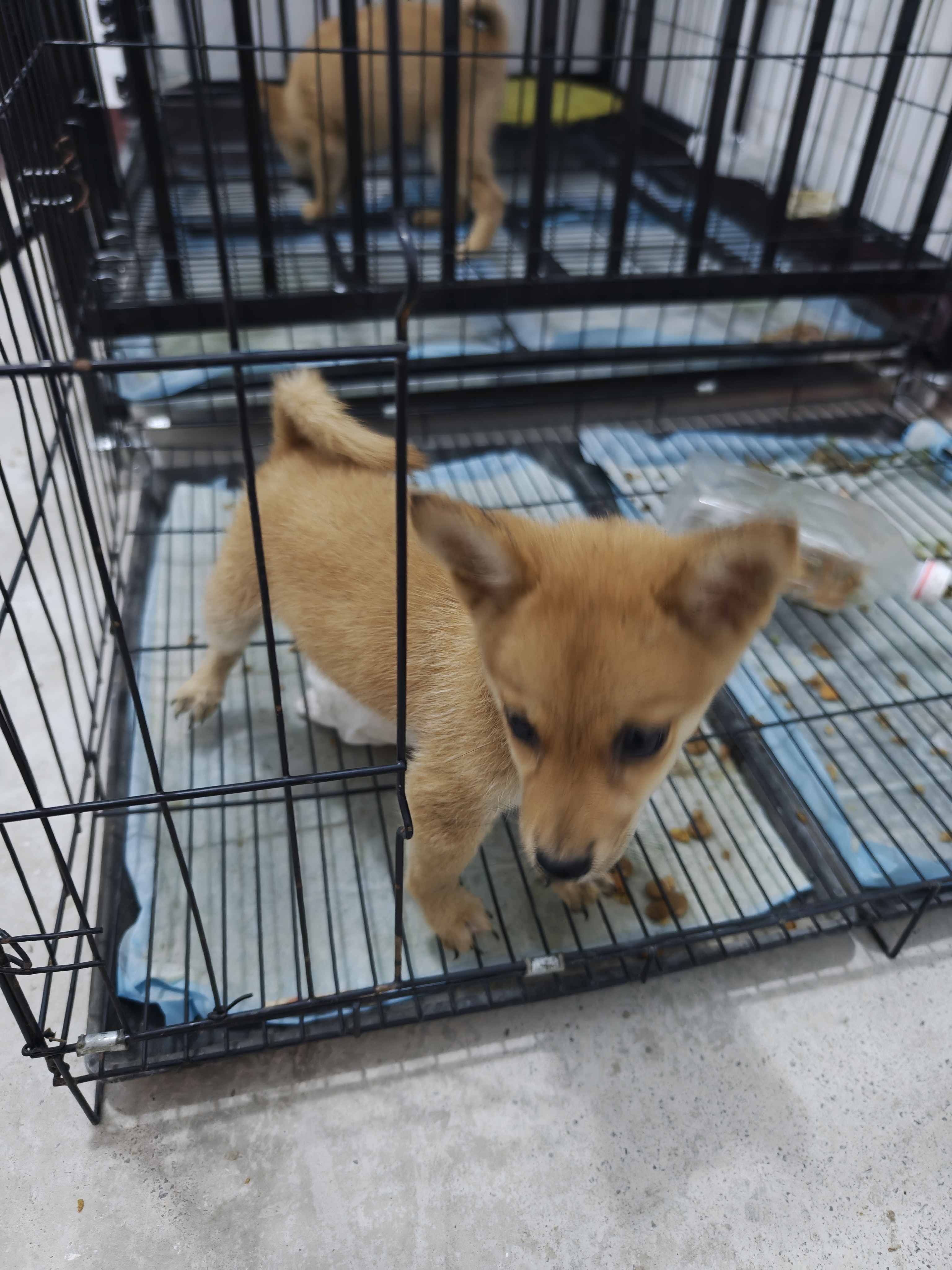 腊肠。三个月了，活泼可爱。，聪明伶俐